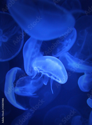 Jellyfish #35831486
