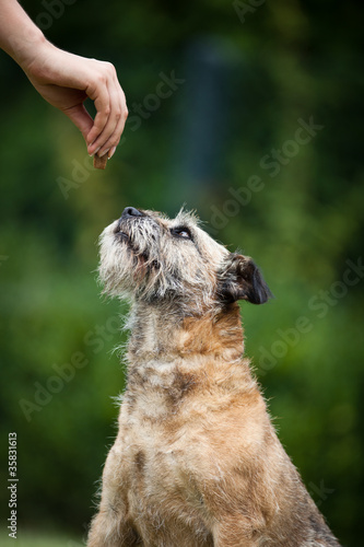 Fototapeta Naklejka Na Ścianę i Meble -  Border Terrier being given a treat