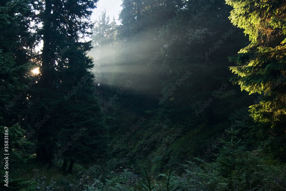 Sun rays in the morning forest