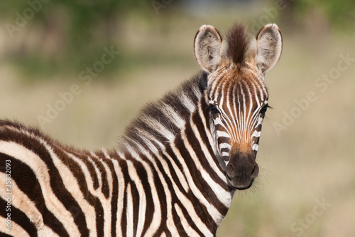 Baby zebra