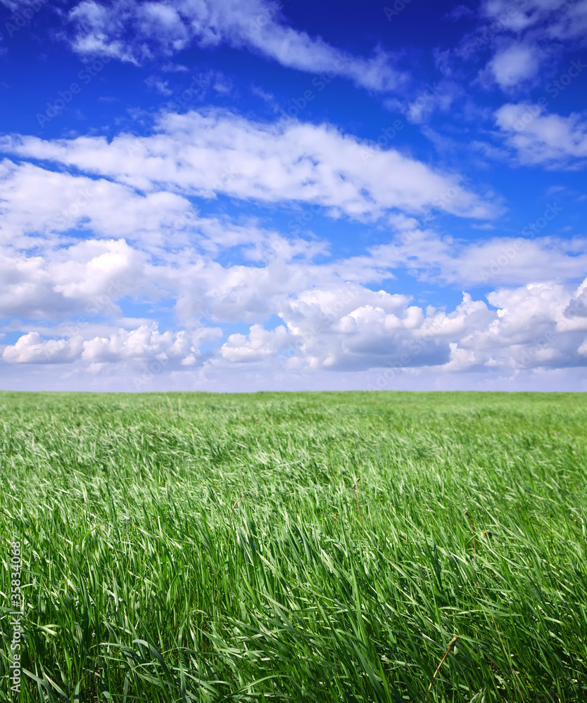 Obraz premium simply summer landscape