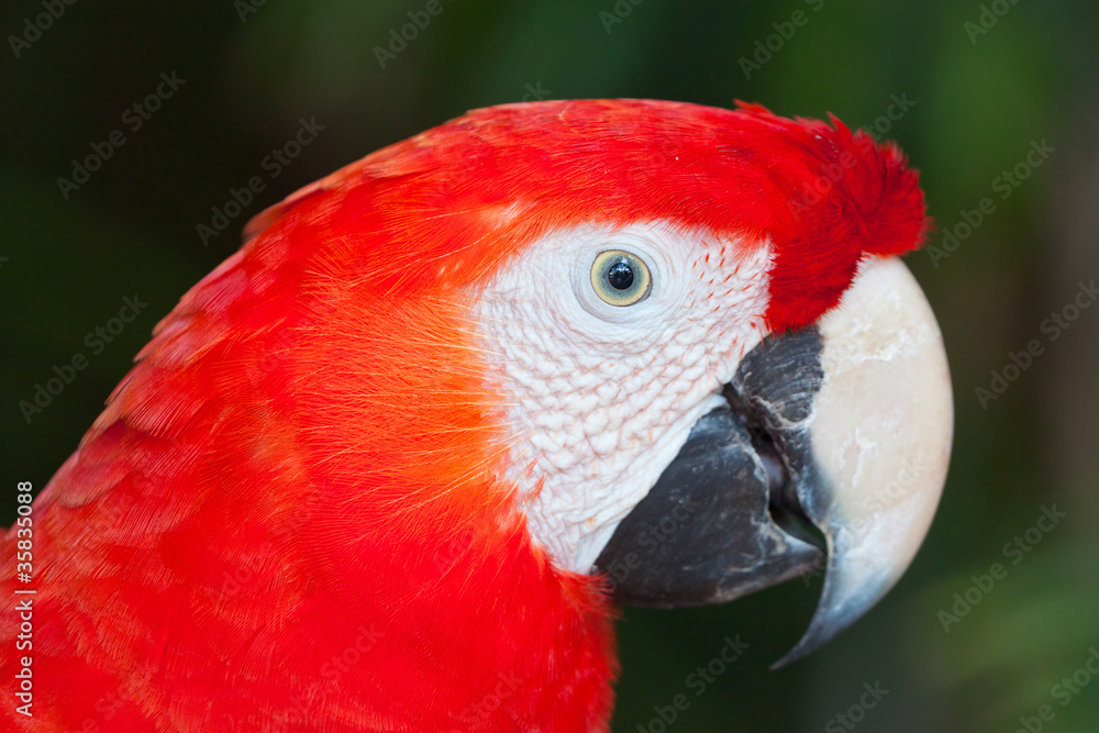 Ara parrot portrait