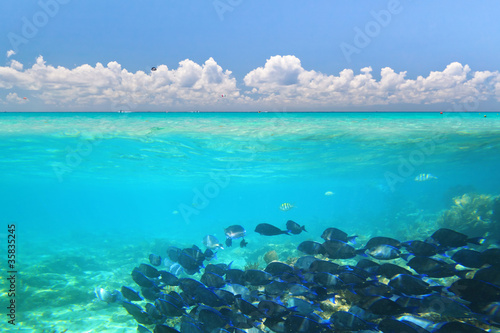 A shoal of blue fishes in Caribbean Sea under blue sky, Mexico