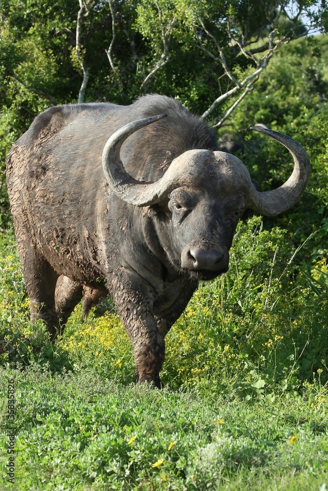 Obraz premium African Buffalo