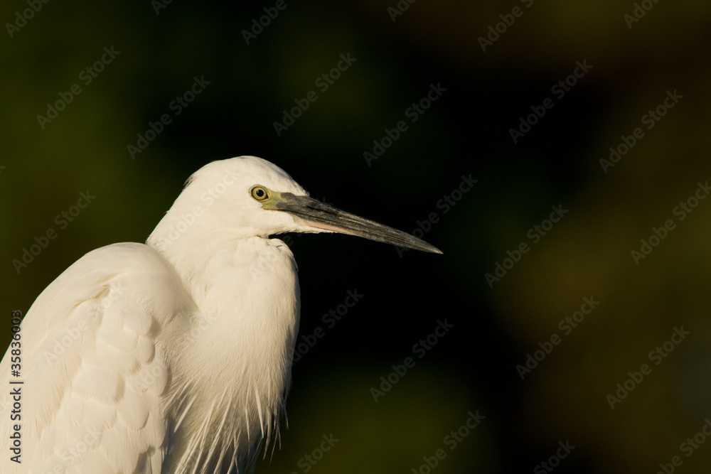 aigrette garzette aigrette garzette
