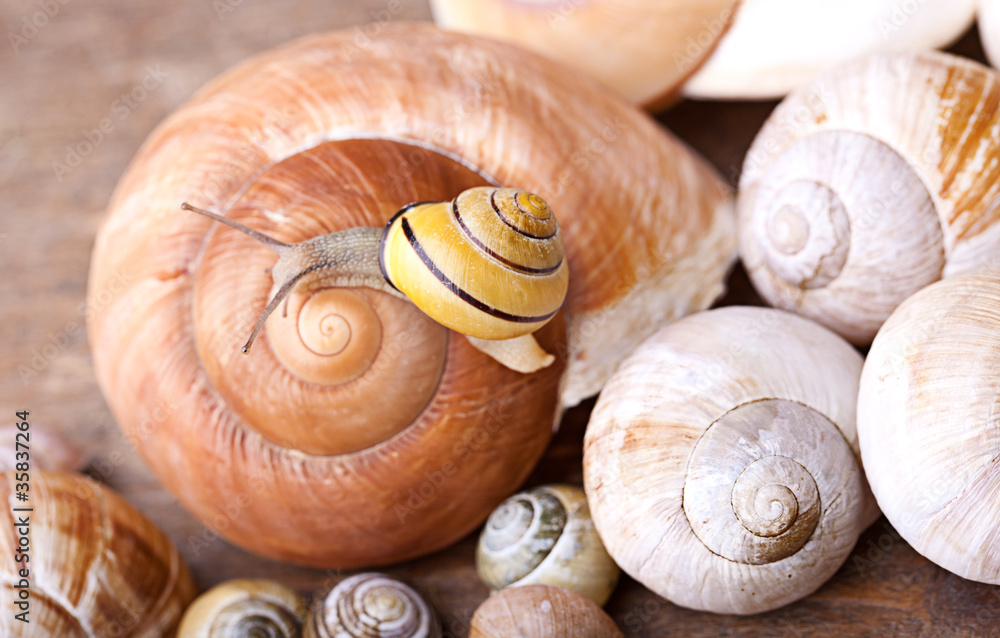 Schnecke und Schnecknhäuser Schnecke und Schnecknhäuser