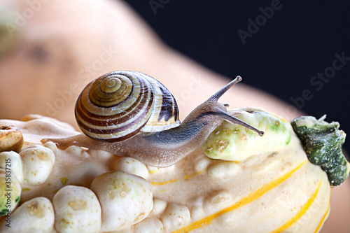 Schnecke und Kürbis photo