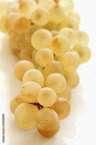 grappe de raisin chasselas