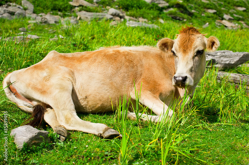 Cow. Close up red cow resting on meadow in mountains