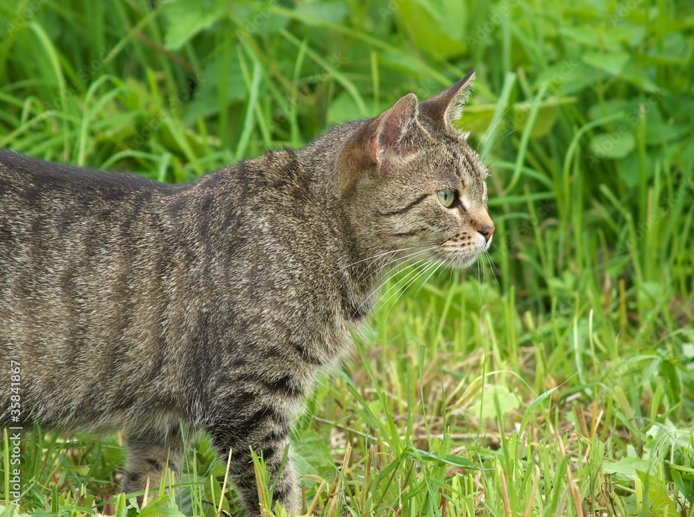 Obraz premium Hunting cat