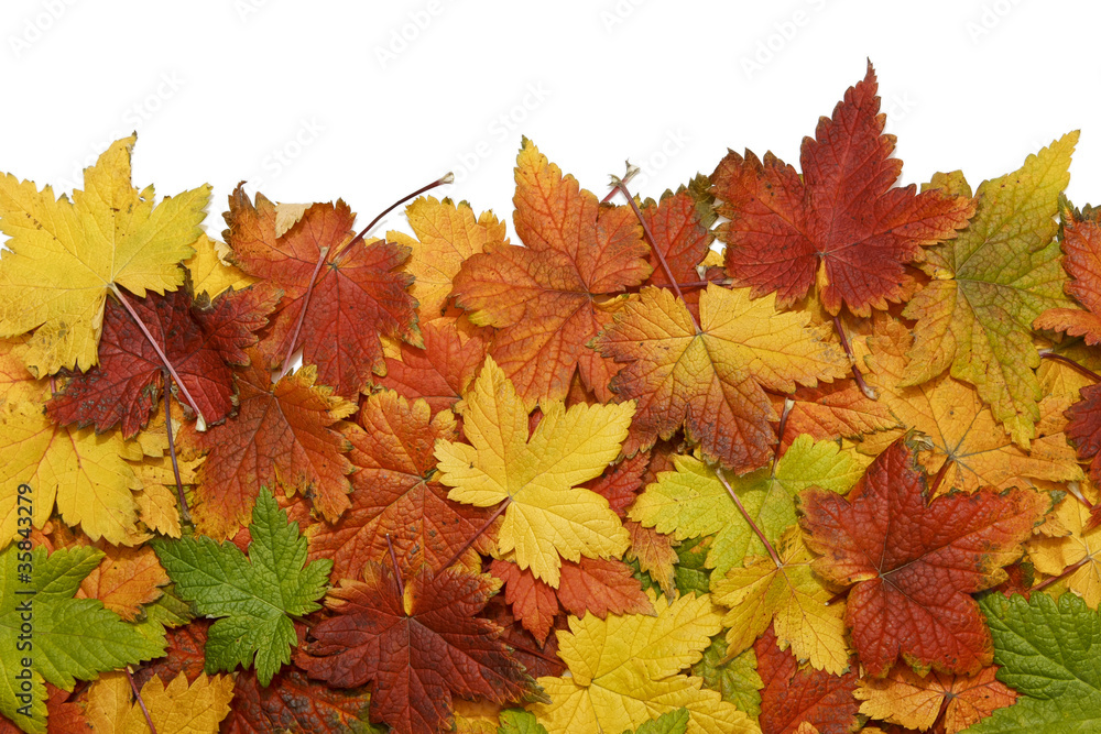 Autumn leaves isolated Autumn leaves isolated