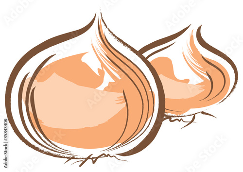 タマネギ　onion