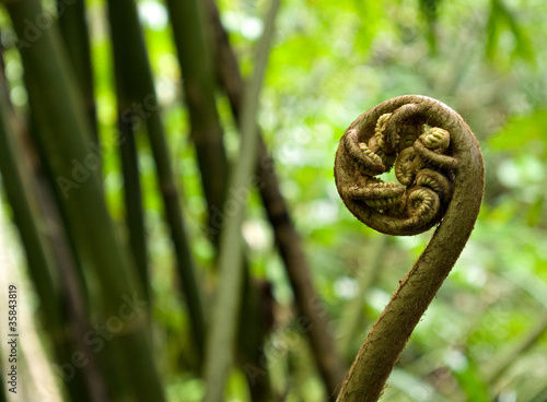 Close-up of fiddlehead fern in the rainforest of Tahiti