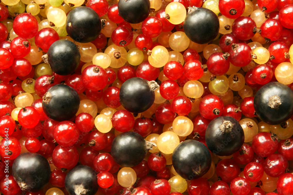 Berries of black red and white currant Berries of black red and white currant