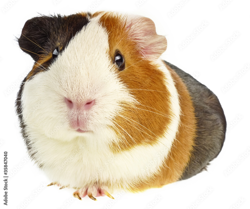 guinea pig isolated guinea pig isolated