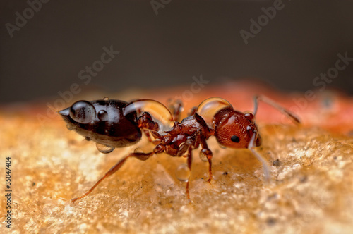 Red Ant © borisbt