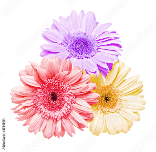 Three gerber flowers
