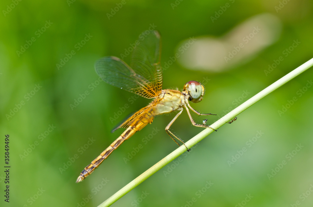 dragonfly in garden dragonfly in garden