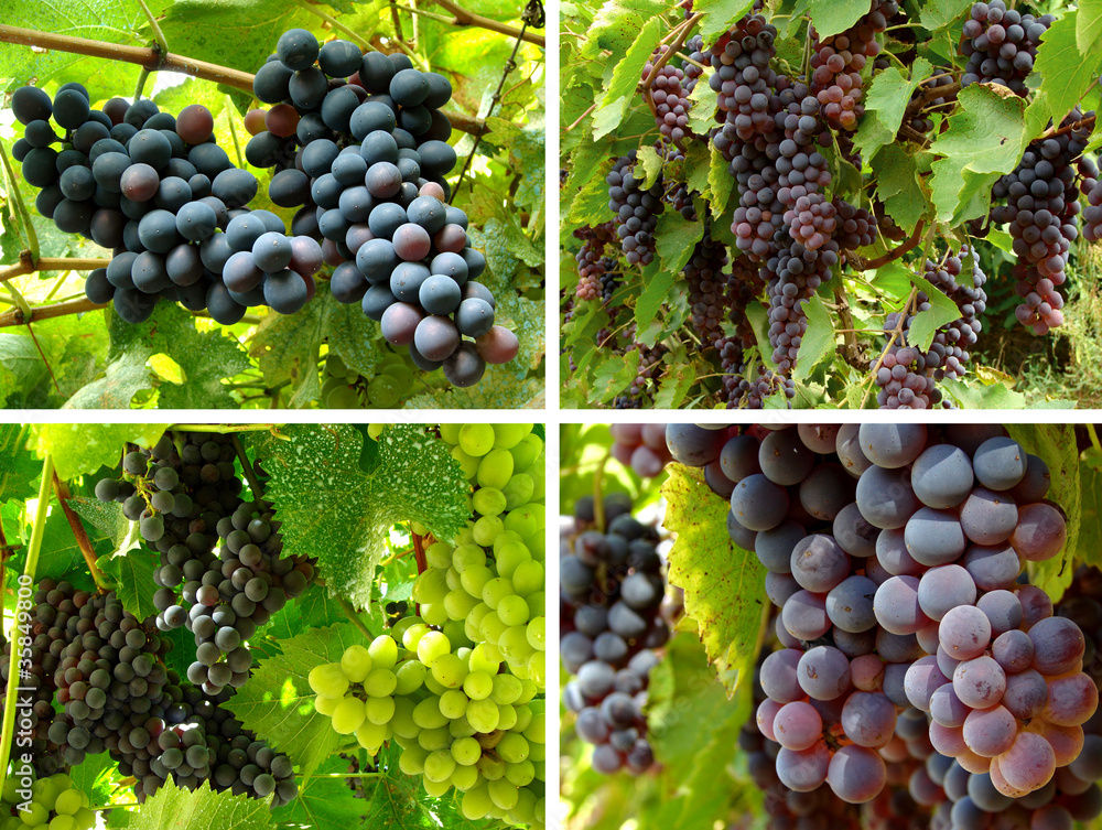 collage of ripening grape clusters from different varieties