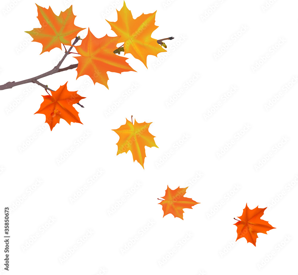 orange autumn maple tree branch orange autumn maple tree branch