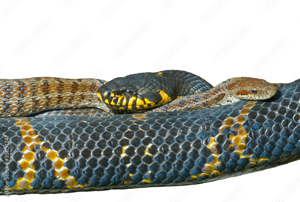 Fototapeta premium Two snakes 6