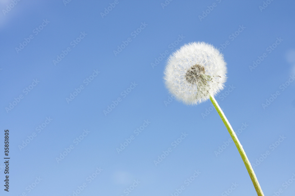 Dandelion clock Dandelion clock