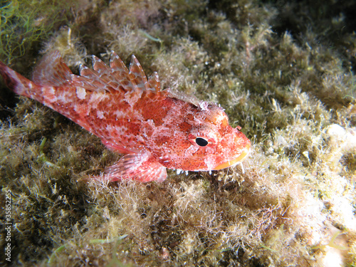 Scorpion Fish ("Scorpaena Notata")