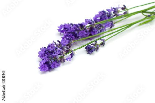 Sprigs of Lavender isolated on white background