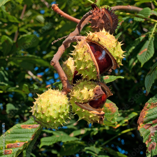 Rosskastanie - Aesculus hippocastanum photo