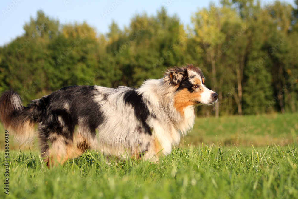 Australian Shepherd