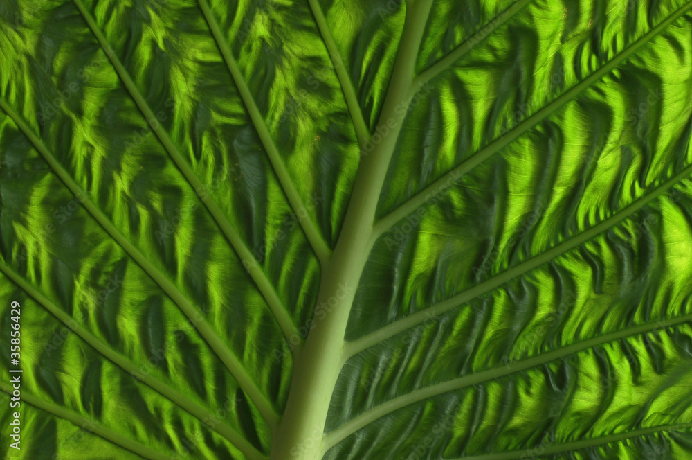 exotic green background