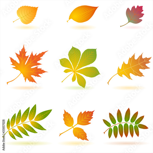 Set of vector autumn leaves