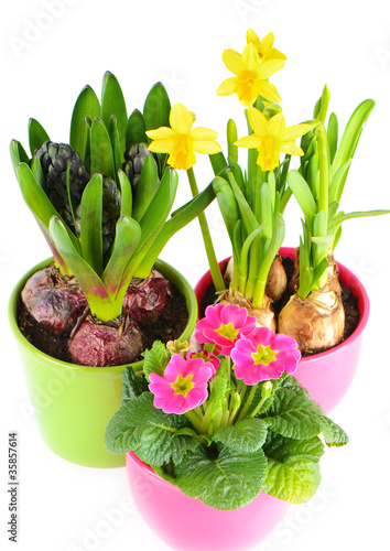 Fototapeta Naklejka Na Ścianę i Meble -  colorful spring flowers. hyacinth, pink primroses, yellow narcis