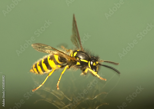 Wasp © Gucio_55