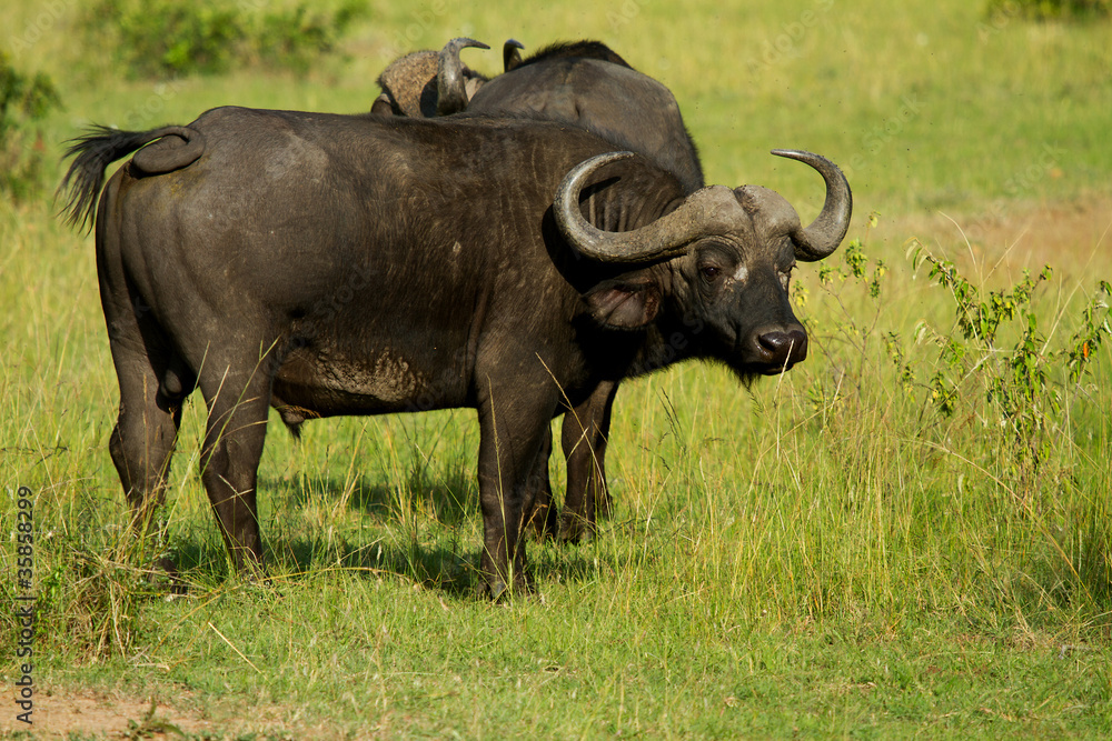Male African water buffalo in grassland Male African water buffalo in grassland
