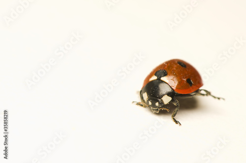 Ladybird © Gucio_55