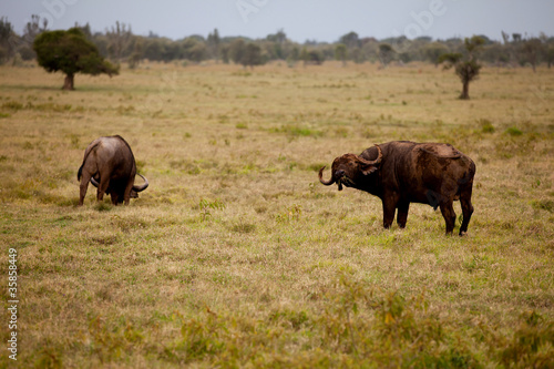 Two African buffalo