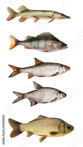 set of freshwater fish
