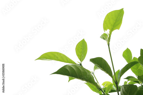 Textured  Isolated leaf and branch with clipping path