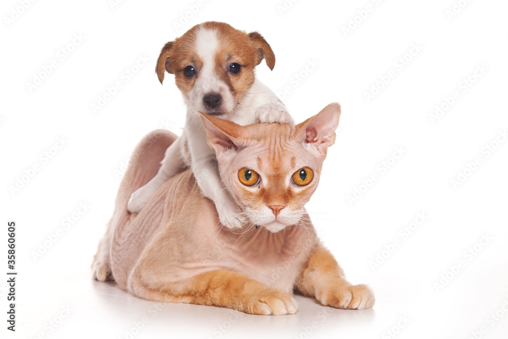 Jack Russell Terrier puppy and sphinx cat