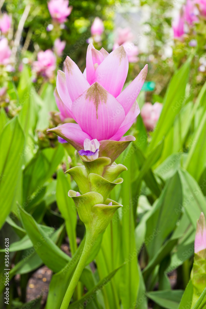 Naklejka premium siam tulip flower