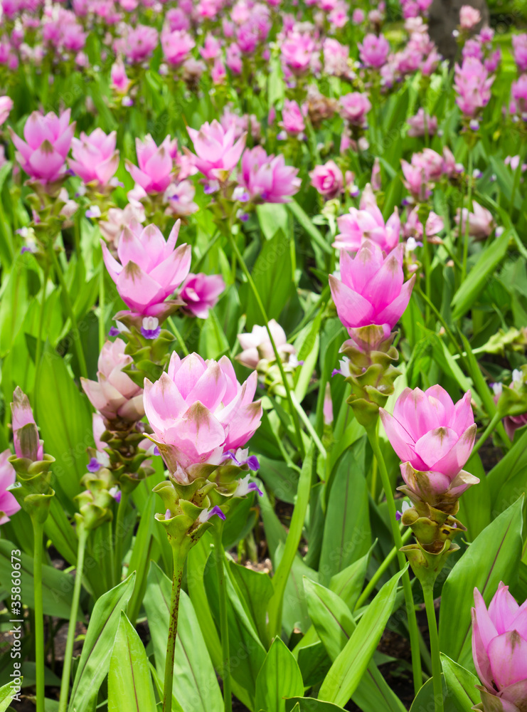 siam tulip field