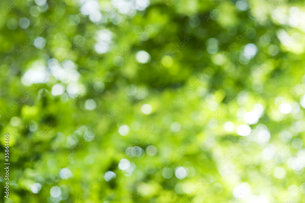Fototapeta premium Green background