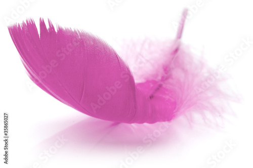 Pink Feather in soft-focus view. photo