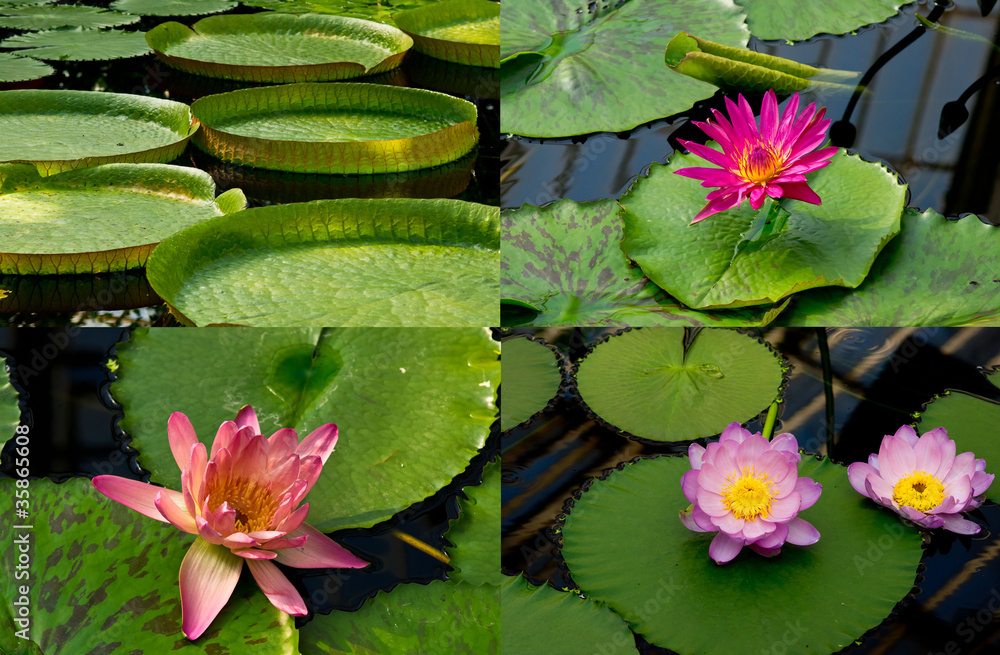 water lilies