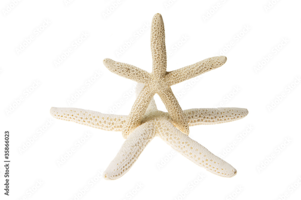 Seestern - Ab in den Urlaub