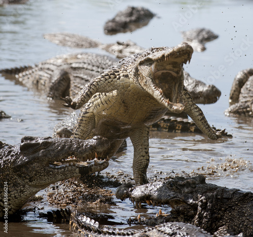 Fotografia Attack crocodile