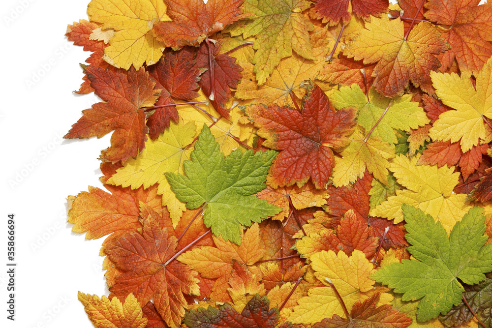 Autumn leaves background Autumn leaves background