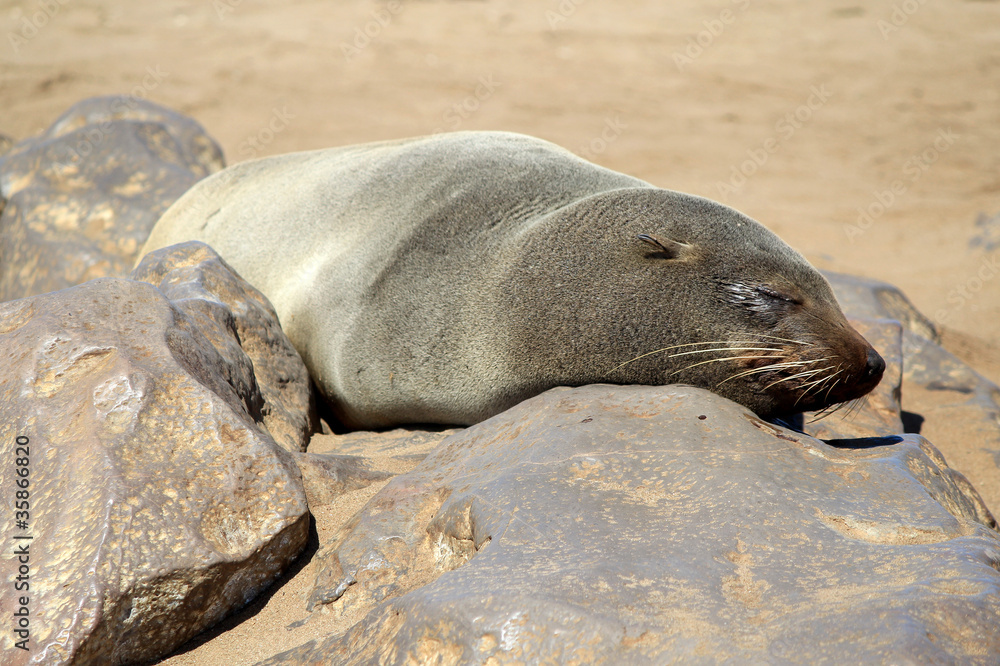Naklejka premium Colony of seals at Cape Cross Reserve, Atlantic Ocean coast