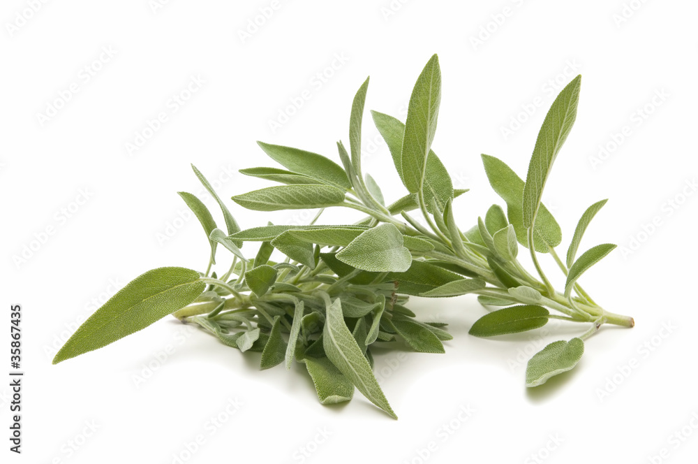 Fototapeta premium sage herb